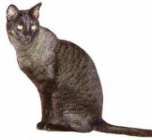 Black Grizzled Chausie cat