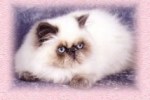 blue colorpoint persian