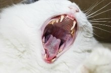 healthy cat teeth