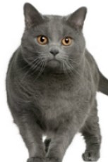 chartreux cat