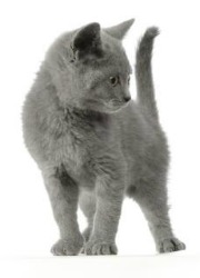 chartreux kitten