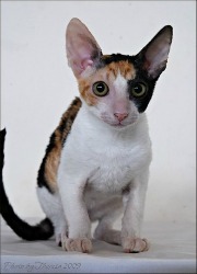 calico cornish rex kitten