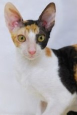 cornish rex cat breed