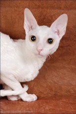 cornish rex cat breed