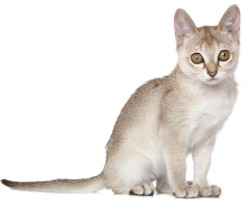small singapura cat