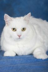 cymric cat breed