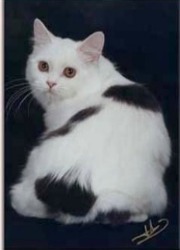 cymric cat with short tail or rumpy riser