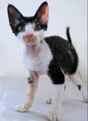 calico devon rex kitten