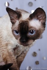 devon rex cat