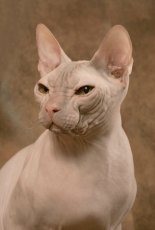 don sphynx cat