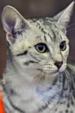 egyptian mau cat