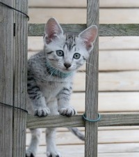 egyptian mau kitten