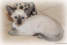 seal point siamese cat