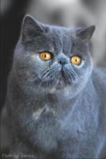 exotic shorthair cat