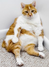 fat-cat-feline diabetes