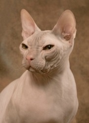 hairless donskoy cat