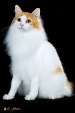 longhaired japanese bobtail cat