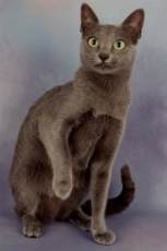 korat cat