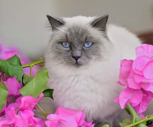 ragdoll cat breed