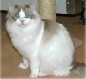 blue lynx bi-color ragdoll cat