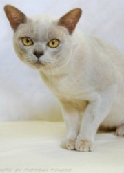 lilac burmese cat
