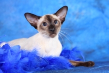 seal point siamese cat