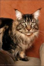 maine coon cat