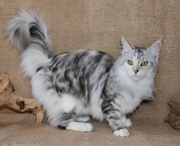 silver maine coon cat