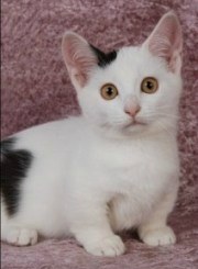 black and white munchkin kitten