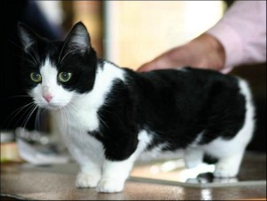 black and white munchkin cat