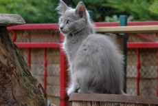 blue nebelung cat