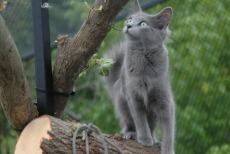 longhaired russian blue cat