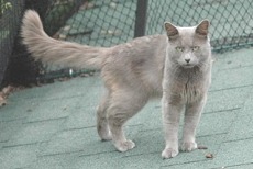 nebelung cat breed
