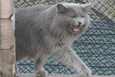 nebelung cat breed