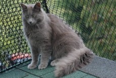 longhaired nebelung cats
