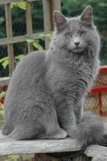 nebelung cat