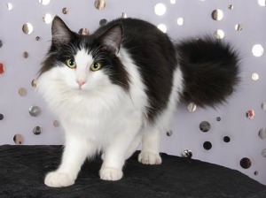 stunning norwegian forest cat