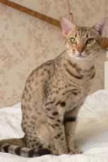 ocicat cat