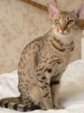 spotted ocicat