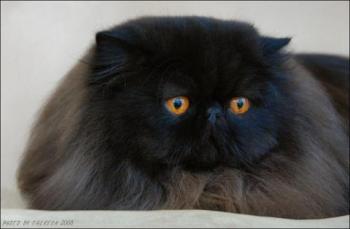 black persian cat