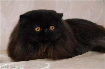 black persian cat