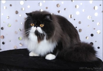 persian cat black bi-color