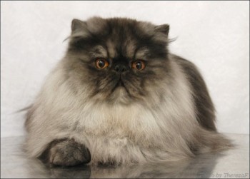 persian cat color black smoke