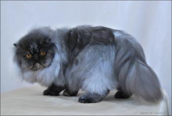 black smoke persian cat