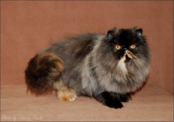 persian cat black tortie color