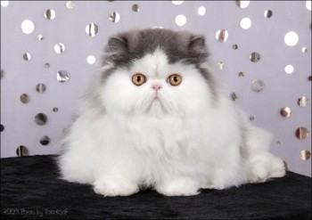 persian cat blue harlequin