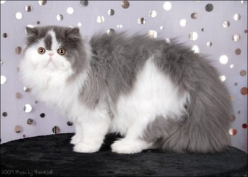 persian kitten blue harlequin