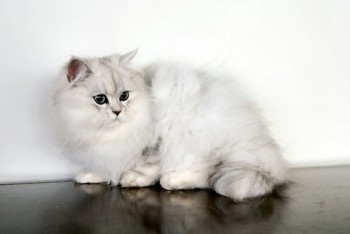 chinchilla persian cat