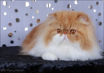 persian cat red bi-color