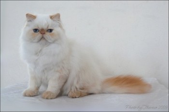 red color point persian cat